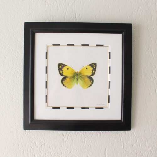 Clouded Yellow (Framed)