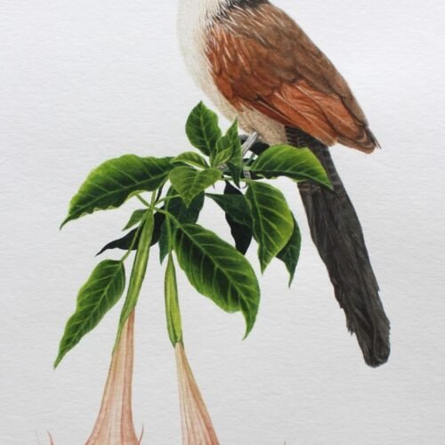 Burchell's Coucal and Brugmansia (Framed)