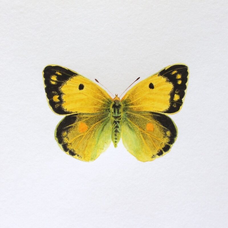 Clouded Yellow (Framed) - Image 3