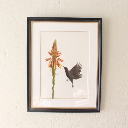 Amethyst Sunbird and Aloe (Framed)