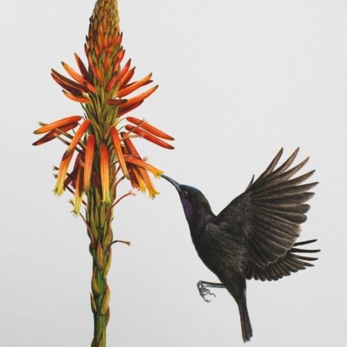 Amethyst Sunbird and Aloe (Framed)