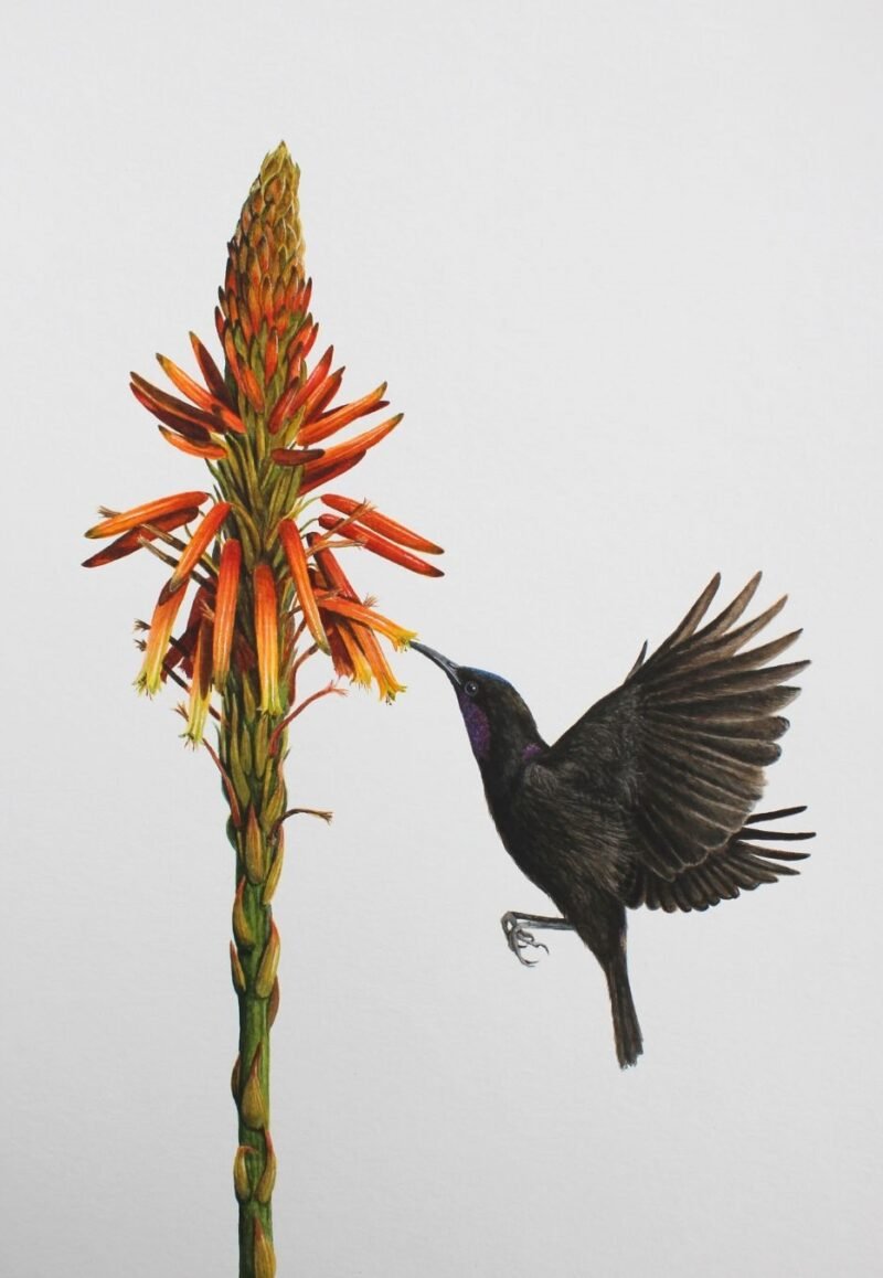 Amethyst Sunbird and Aloe (Framed) - Image 3