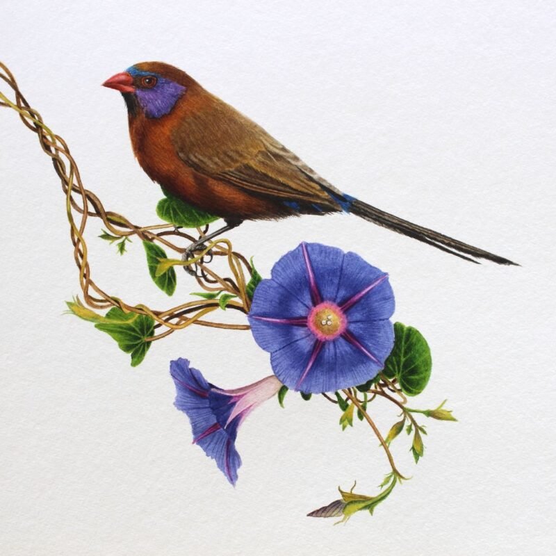 Violet-Eared Waxbill and Morning Glory (Framed) - Image 3