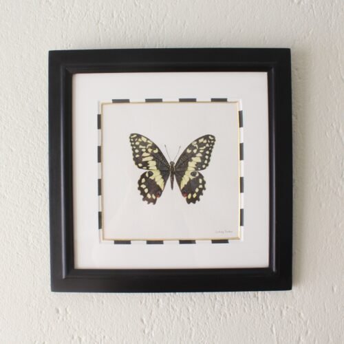 Citrus Swallowtail (Framed)
