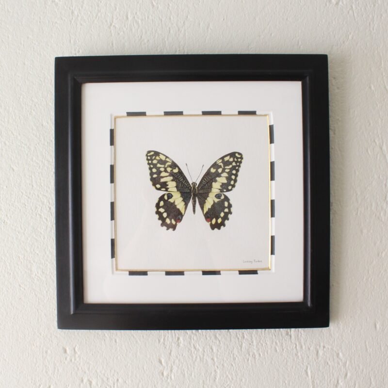 Citrus Swallowtail (Framed)