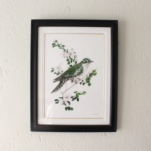 Diederik Cuckoo and Bauhinia Natalensis Print (Framed)