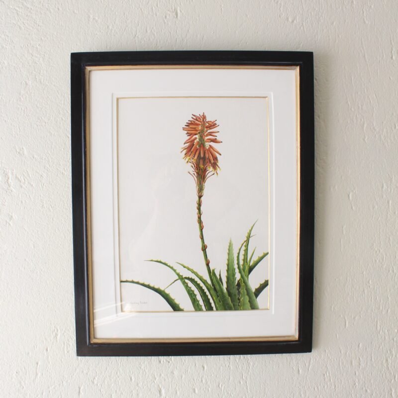 Aloe Arborescens (Framed)