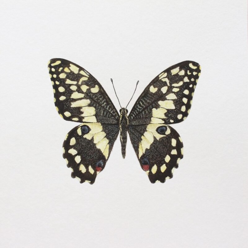 Citrus Swallowtail (Framed) - Image 3