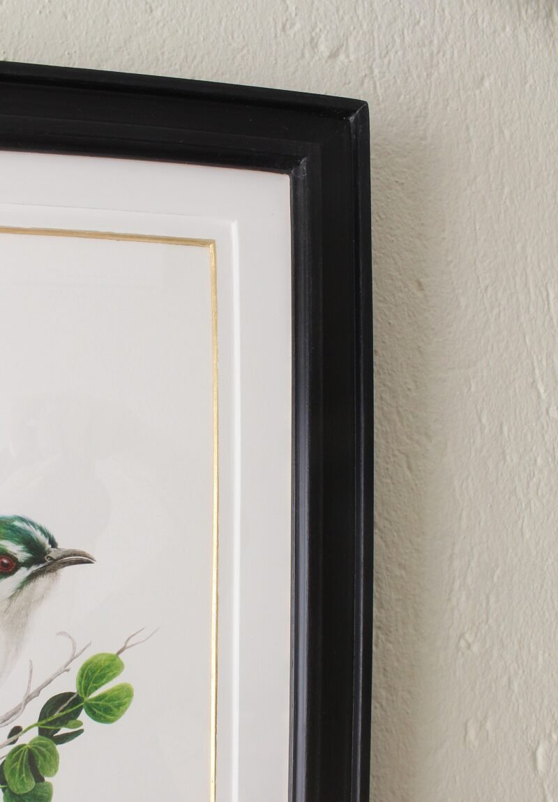 Diederik Cuckoo and Bauhinia Natalensis Print (Framed) - Image 2
