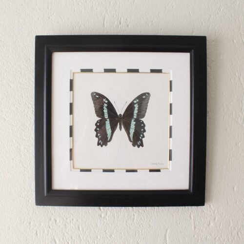 Green-Banded Swallowtail (Framed)