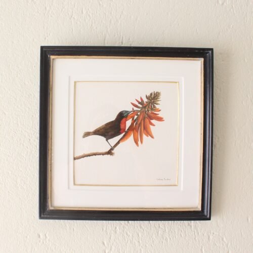 Scarlet-Chested Sunbird and Erythrina (Framed)
