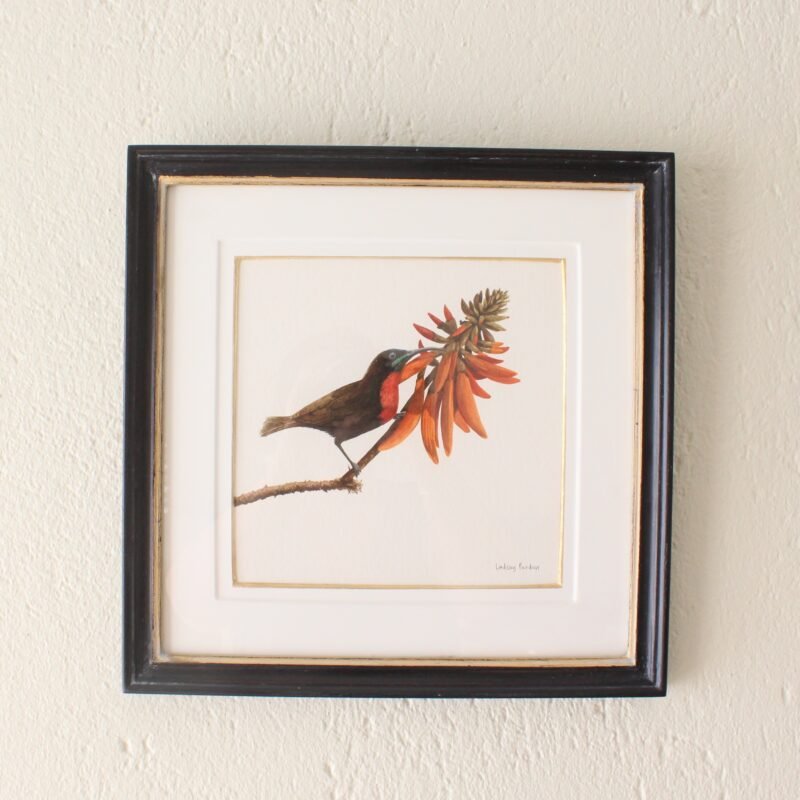 Scarlet-Chested Sunbird and Erythrina (Framed)