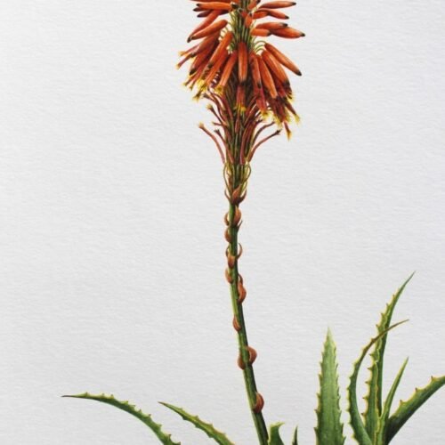 Aloe Arborescens (Framed)