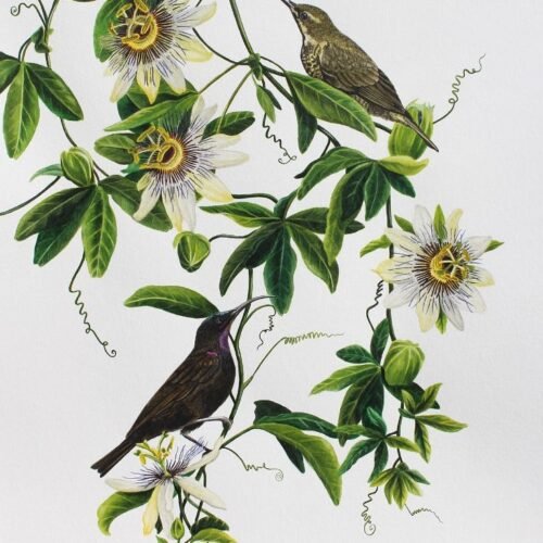 Amethyst Sunbirds and Passion Flower (Framed)