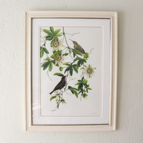 Amethyst Sunbirds and Passion Flower (Framed)
