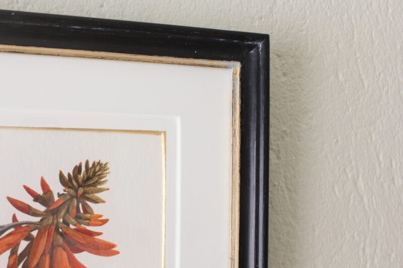 Scarlet-Chested Sunbird and Erythrina (Framed) - Image 2