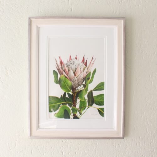 King Protea (Framed)