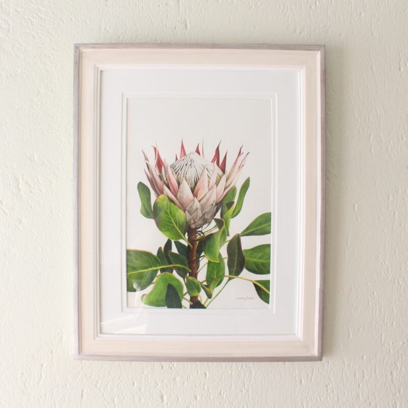 King Protea (Framed)
