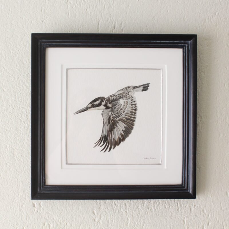 Pied Kingfisher in Flight (Framed)