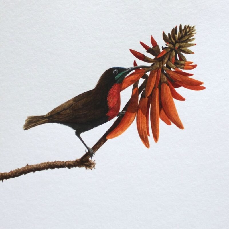 Scarlet-Chested Sunbird and Erythrina (Framed) - Image 3