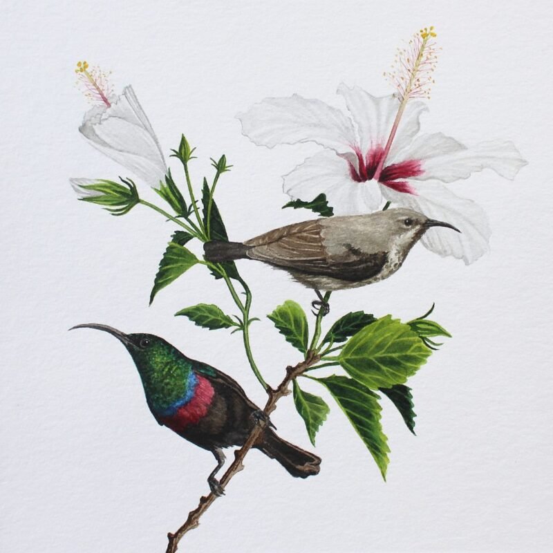 Marico Sunbirds and Hibiscus (Framed) - Image 3
