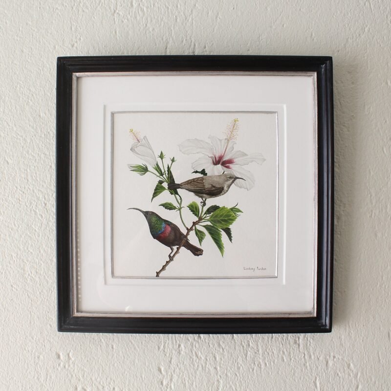Marico Sunbirds and Hibiscus (Framed)