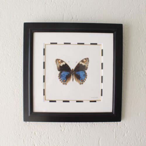 Blue Pansy (Framed)