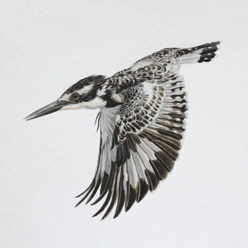 Pied Kingfisher in Flight (Framed)