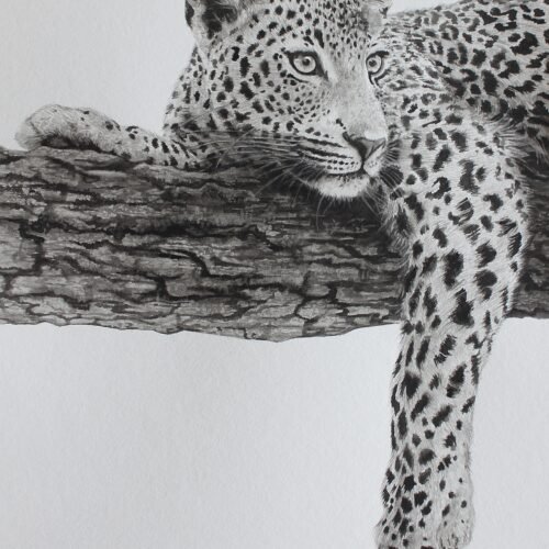 Leopard