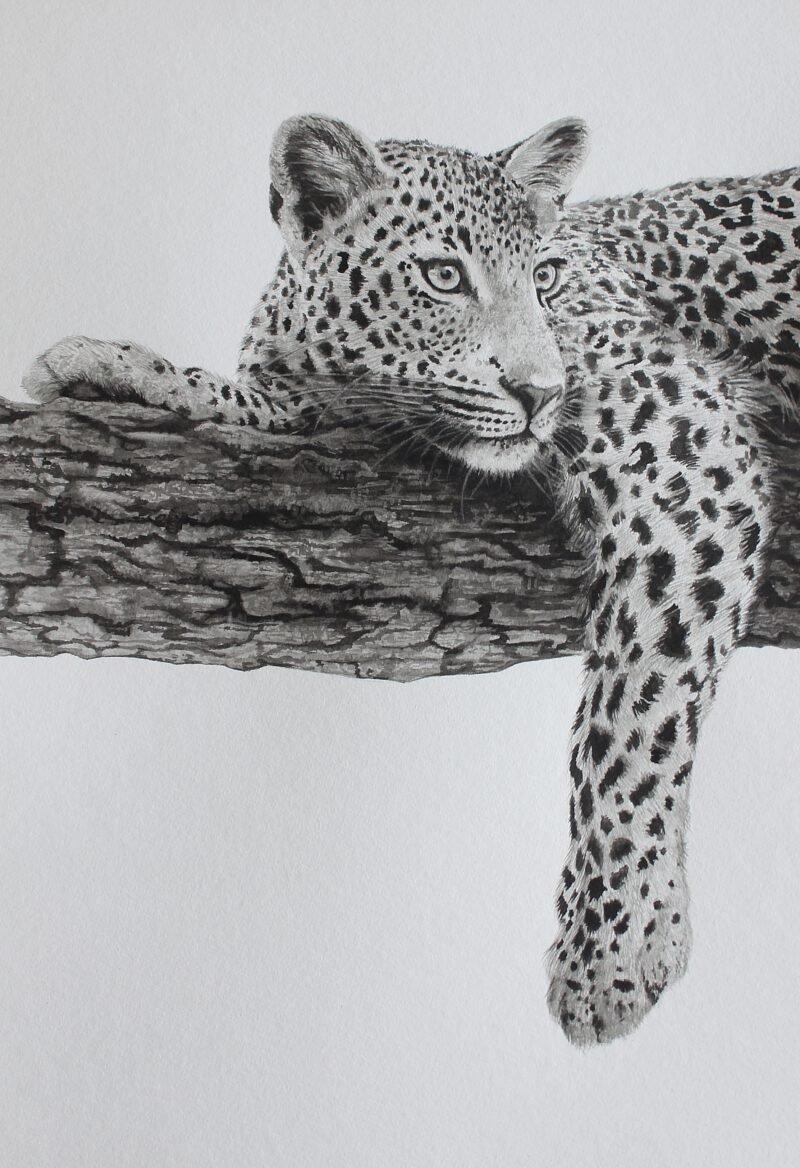 Leopard