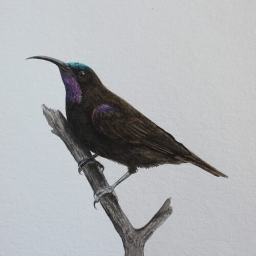 Amethyst Sunbird