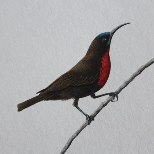 Scarlet-Chested Sunbird