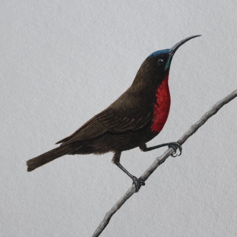 Scarlet-Chested Sunbird (Framed) - Image 2
