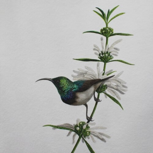 White-Bellied Sunbird & Leonotis Leonurus