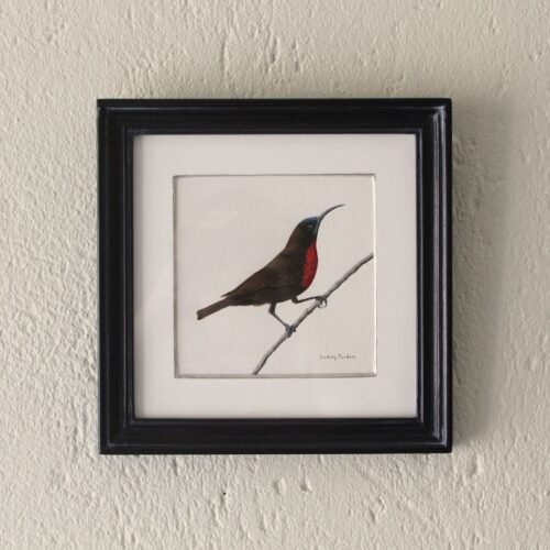 Scarlet-Chested Sunbird (Framed)