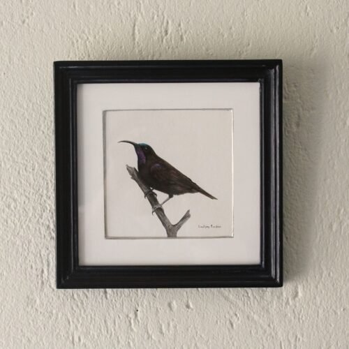Amethyst Sunbird (Framed)