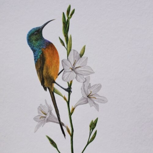 Orange-Breasted Sunbird & Watsonia