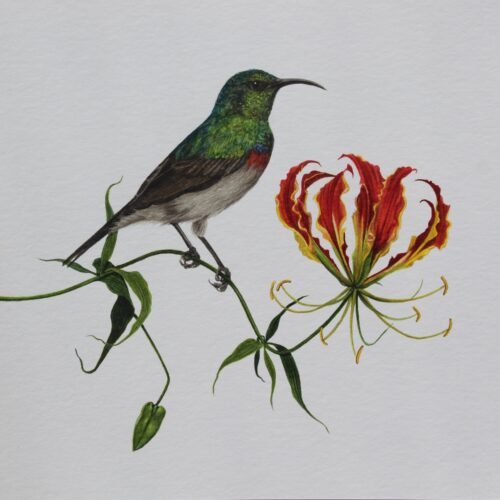 Southern Double-Collared Sunbird & Flame Lily
