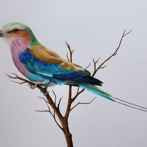 Lilac-Breasted Roller