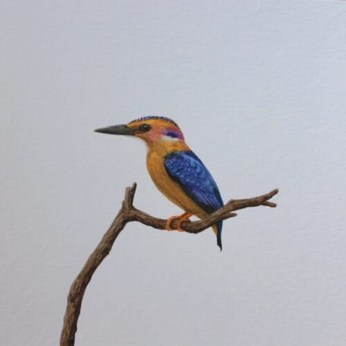 African Pygmy Kingfisher