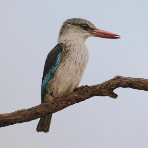 Brown-Hooded Kingfisher