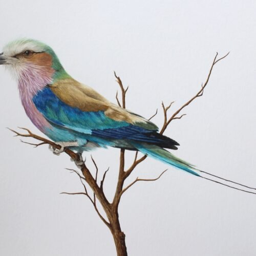 Lilac-Breasted Roller