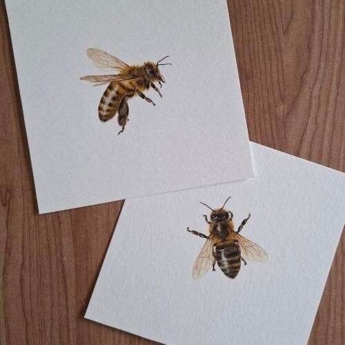Bees