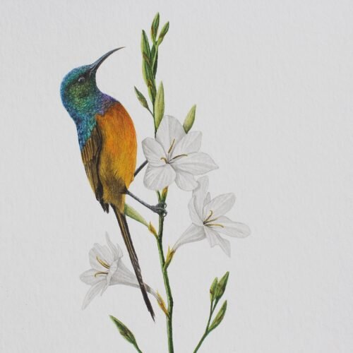 Orange-Breasted Sunbird & Watsonia