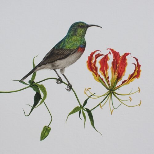 Southern Double-Collared Sunbird and Flame Lily