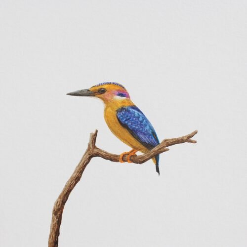 African Pygmy Kingfisher