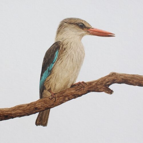 Brown-Hooded Kingfisher