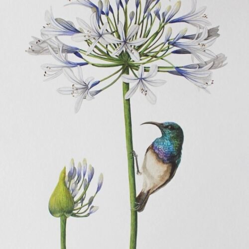 White-Bellied Sunbird and Agapanthus