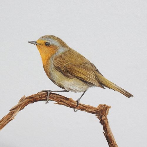 European Robin