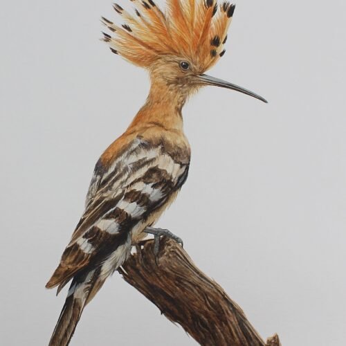 African Hoopoe